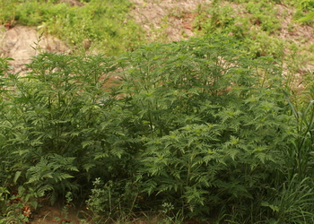 Beifußblättrige Ambrosie (Ambrosia artemisifolia)
